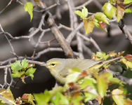 Orange crowned Warbler 2069